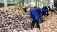 Biến động giá dừa - Cảnh tỉnh cho sự phát triển thiếu nền tảng vững chắc