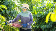 Giá cà phê lập đỉnh, doanh nghiệp đua nhau mở nhà máy chế biến