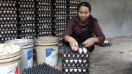 Những quả trứng từ giấc mơ gãy dở