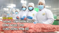 Tây Ninh -  Trung tâm chăn nuôi công nghệ cao vùng Đông Nam Bộ