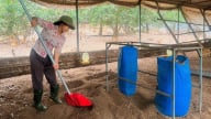 Gà khỏe mạnh, thịt săn chắc, thơm ngon nhờ thức ăn vi sinh