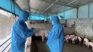 Tăng cường giải pháp phòng, chống dịch tả lợn Châu Phi trên địa bàn Hà Nội