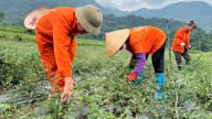 Phát triển sinh kế bền vững cho đồng bào miền núi Bắc Kạn