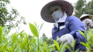 HĐND tỉnh Thái Nguyên quyết hỗ trợ tạo đột phá phát triển ngành chè