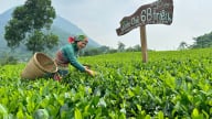 Vùng nguyên liệu tốt tạo ra những búp chè ngon