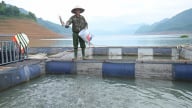 Người nuôi cá lòng hồ Hòa Bình chủ động ứng phó nước rút sâu