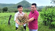 Những công thức sản xuất cho thu nhập gần nửa tỷ đồng/ha