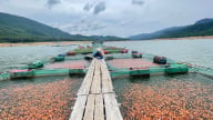 Xây dựng chuỗi liên kết nuôi cá điêu hồng xuất khẩu