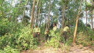 Nhân rộng quản lý rừng bền vững và chứng chỉ rừng
