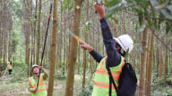 Tỉa thưa phát triển rừng gỗ lớn