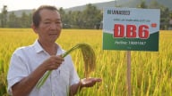 Những giống lúa chống chịu vùng đất hạn, nhiễm mặn