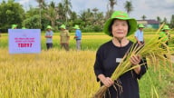 Giống lúa TBR97 cho năng suất khủng trong nắng nóng khắc nghiệt