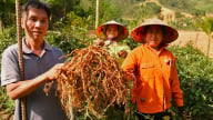 Lạc giữa vườn cây 'ruột gà' ở Tân Sơn