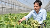 Giống đậu rau ĐRV18 chịu nhiệt, không cần bắc giàn