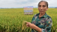 Muốn cấy lúa phát thải thấp phải đi ngược tư duy lúa nước ngàn năm