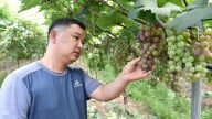 Chàng trai bệnh nặng được chữa lành bằng nông nghiệp sinh thái