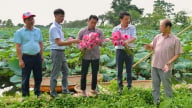 Những người “mở lối đi” cho hoa sen