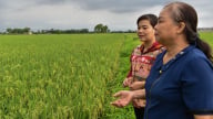 Những cánh đồng lúa sinh thái ở Thanh Oai