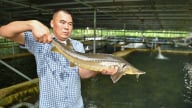 Con cá tầm Việt Nam sắp bị 'đóng băng'