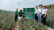 30 'chiến binh' thị trường của Supe Lâm Thao nằm vùng ở các tỉnh