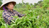 Vị thủ lĩnh ba kích tím ở đất Tây Sơn