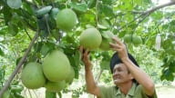 Nguồn cung tăng, giá bưởi da xanh ĐBSCL giảm 5.000 đồng/kg
