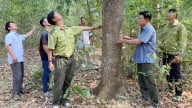 30 năm trồng rừng tạo sinh kế bền vững cho nông dân