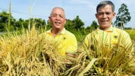Trồng lúa giảm phát thải, lợi nhuận tăng hơn 20%