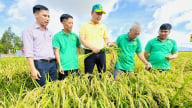 Canh tác lúa giảm phát thải trên đất nhiễm phèn, kết quả vượt xa kỳ vọng