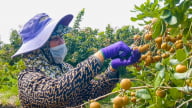 Thanh nhãn đầu mùa giá cao, nhà vườn Cần Thơ phấn khởi