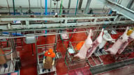 Hà Nội: Tiếp tục kiểm tra công tác giết mổ động vật tại C.P Việt Nam