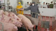 Hà Nội tăng cường kiểm tra việc chấp hành giết mổ gia súc, gia cầm