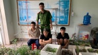 Phát hiện 317 cây cần sa trong nhà dân