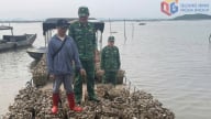 Mua hàu 'Tam Bội' từ Trung Quốc về Việt Nam bán kiếm lời