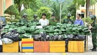 Bắt đối tượng vận chuyển và tàng trữ 240 kg cần sa khô