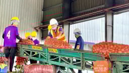 Thiếu hụt nguyên liệu chanh dây, nhiều nhà máy hoạt động cầm chừng