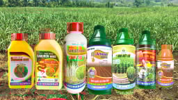 Bộ đôi Sanuron 800SC và Ameso 400SC diệt trừ cỏ tối ưu