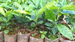 Không nhận hoa, xin nhận cây giống hỗ trợ người dân