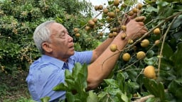 Đảm bảo yêu cầu kiểm dịch tại vùng trồng để thanh nhãn thuận đường xuất khẩu