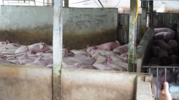 Chủ tịch tỉnh Hậu Giang chỉ đạo xử lý nghiêm việc giết mổ heo bệnh