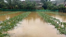 Đà Nẵng: Mưa lũ bất thường, người dân khóc nghẹn vì ‘mất trắng’