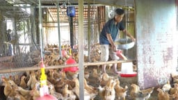 Long An không còn ổ dịch gia súc, gia cầm