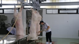 Tỷ lệ cơ sở giết mổ tập trung ở Hải Phòng còn thấp