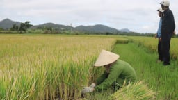 Lạnh kéo dài, gần 260ha lúa xuân bị 'điếc'