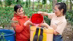 Tây Nguyên xanh lên nhờ phụ nữ làm nông bền vững