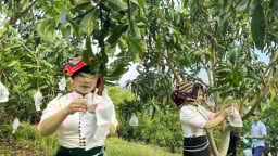 Hành trình từ đất dốc đến những mùa quả ngọt: [Bài 1] Khởi đầu từ những mắt ghép nhỏ