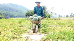 Dưa hấu được mùa, giá giảm nhưng nông dân vẫn lãi khá