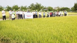 Giống lúa TBR97 năng suất 76 tạ/ha tại Huế