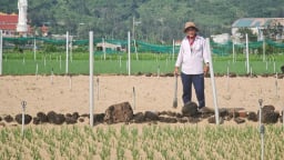 Người 'giải khát' cho cây trồng ở Lý Sơn