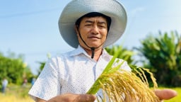 Trồng lúa giảm phát thải được thưởng tiền